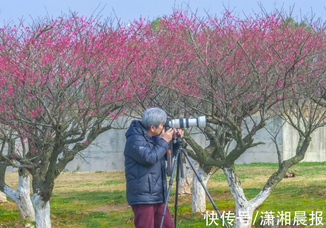 松雅湖|长沙松雅湖边的梅花开了，错过再等一年