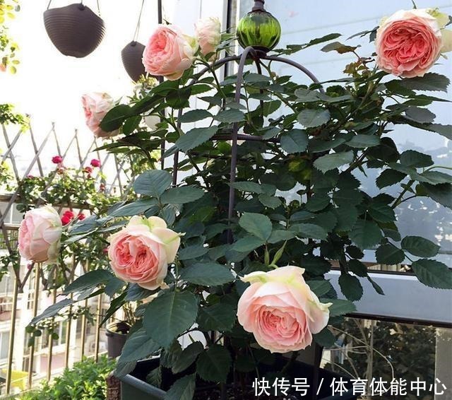 月季藏有“小开关”，长出“这种”枝条别乱剪，养2周花朵爆盆！