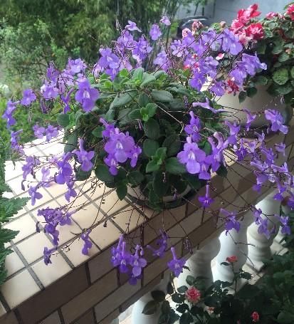 花盆里开出小“海豚”花,耐阴好养,有点散光就能花开2季