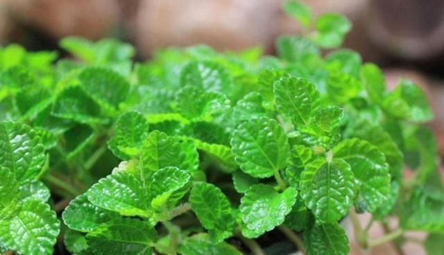 有害物质|这“2种花”二手烟最怕,客厅摆1盆,空气新鲜,身体棒