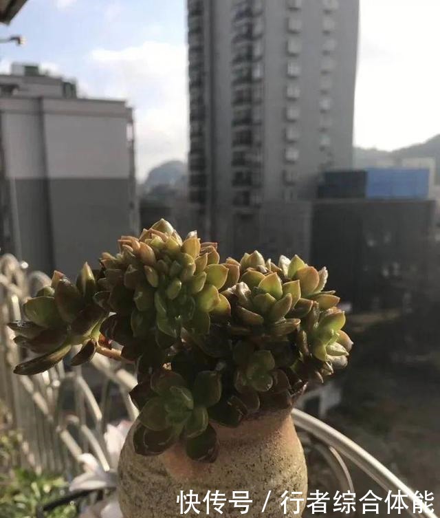 一方阳台,一方多肉,我的生活和姿态!一方阳台,一方多肉,我的生活和姿态!