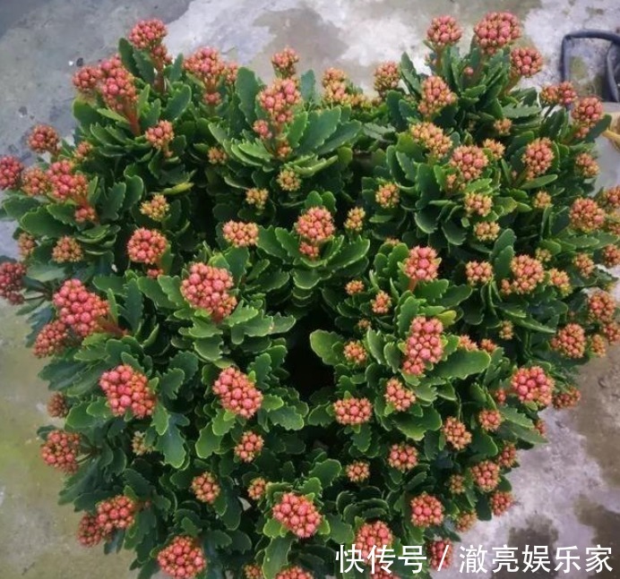 爆盆|养长寿花,按照“季节”合理“晒太阳”,新芽多,开花就爆盆