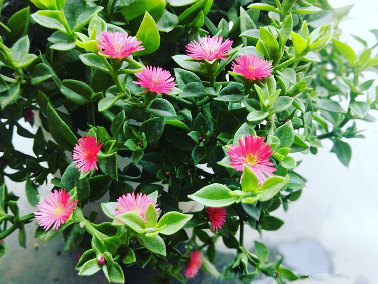 此几款花便宜又好养,花色多还漂亮,养在家里生机勃勃,绚丽多彩