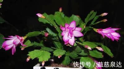 叶片|君子兰、蟹爪兰叶片打蔫,擦一擦,20天长油绿叶