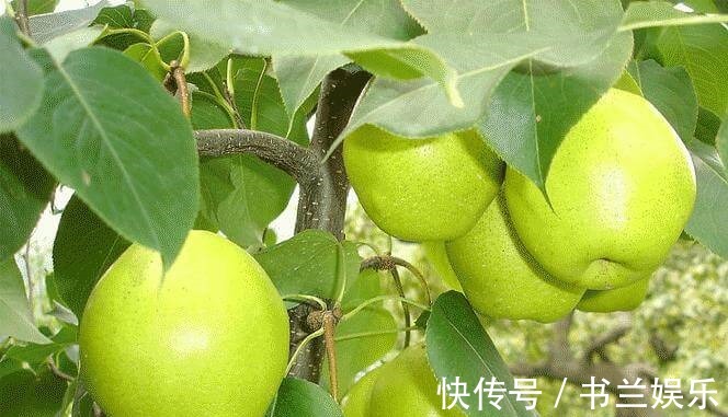 猕猴桃|女性不想变黄脸婆,不妨多吃此水果,美白淡斑,排毒润肤,抗衰老