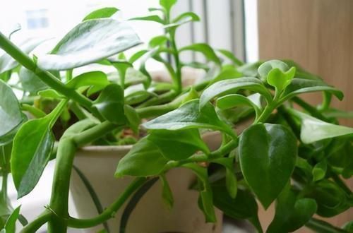 田七|女性到了中年 ，常吃3种食物，排毒抗衰，养护血管，营养又健康