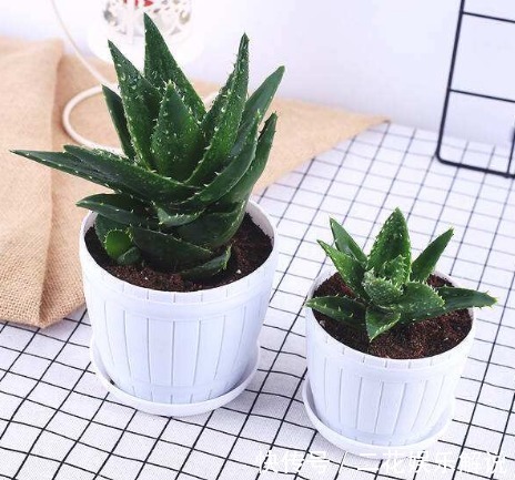 高温来袭,在家养这些花朵,养护省心,放家里清新省事,花儿贼旺