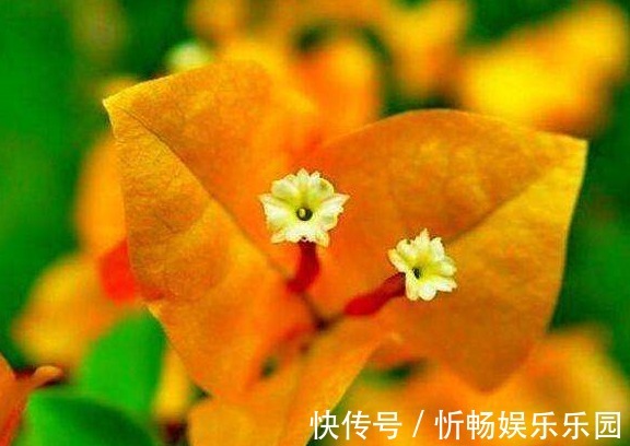 柠檬黄三角梅|喜欢三角梅,不如养盆“精品”柠檬黄三角梅,金光灿灿,开花爆盆