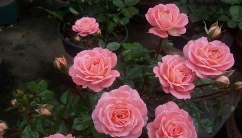 值得|此款月季花,不输果汁阳台,四季有花赏,比绿萝养好,值得拥有