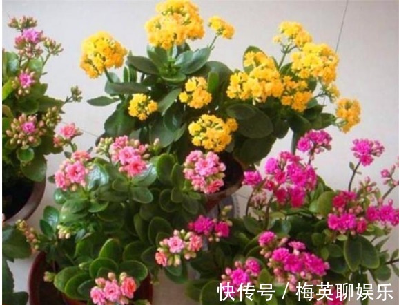 “长寿花”瘦弱又卷叶做好“关键3点”，轻松度夏，叶厚长得旺