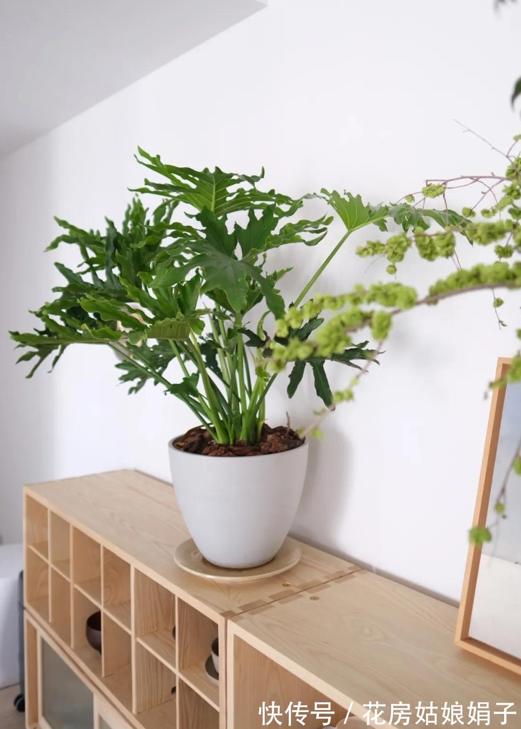 橡皮树|8种观叶植物，耐阴耐旱好养活，30天不晒太阳不浇水，活的很好