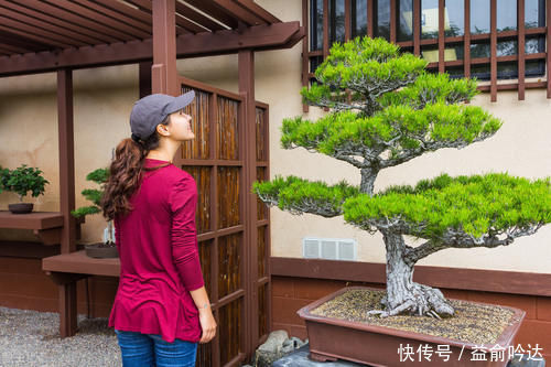 旺盛|刚入手的黑松如何养护?别急着上盆,开始很重要,做好3个措施,生长更旺盛