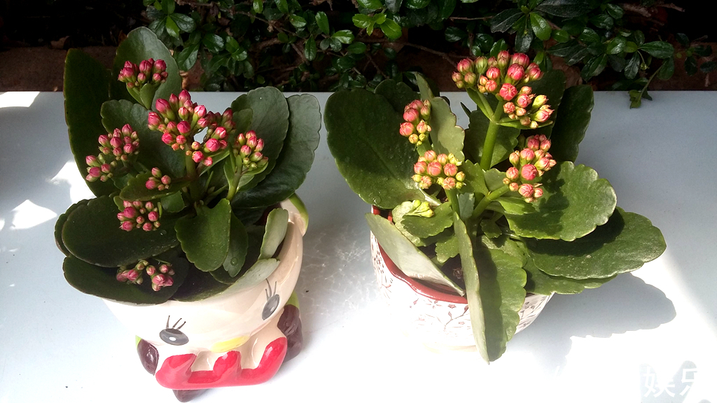 一种植物,人称“盆栽花卉之冠”,有农民靠它发了财