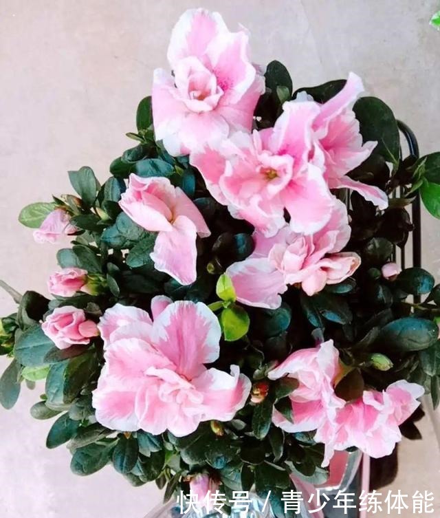 花市大捡漏，10种花现在买特合适，养一养就爆盆！