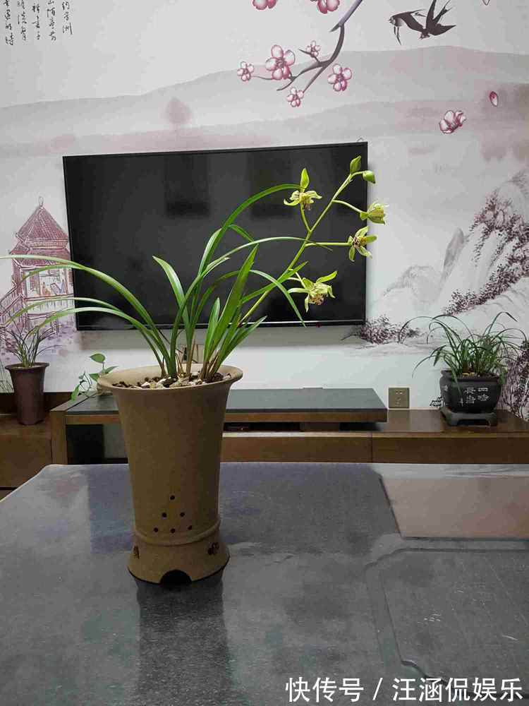 喜欢牡丹,不如养“优良名菊”绿朝云,花似惊鸿起舞,晶莹碧绿