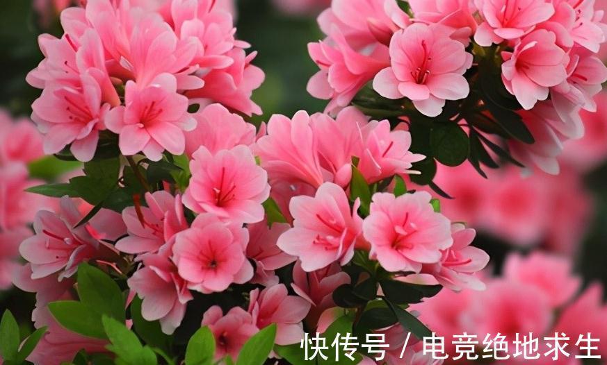 杜鹃花谢了，初夏养护三要点，第二年花多花艳