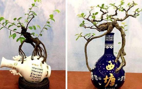 酒瓶外形好看就拿来当花盆,搭配文竹、吊兰、金枝玉叶,特美!