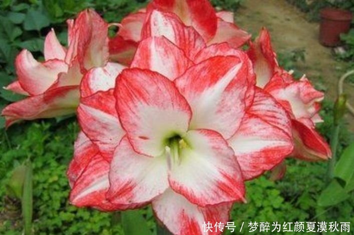 洋桔梗洋桔梗|养花就养这几款,全年开花不停,爆盆美如花,枝头窜满花苞