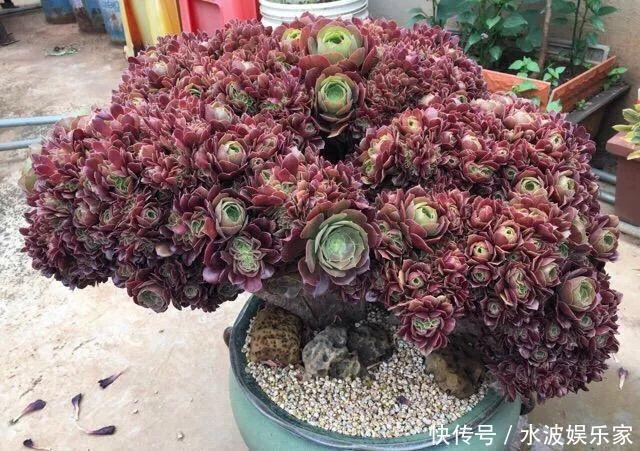 品种|多肉狠心砍1刀,窜出一圈新芽,花盆都容不下它了!