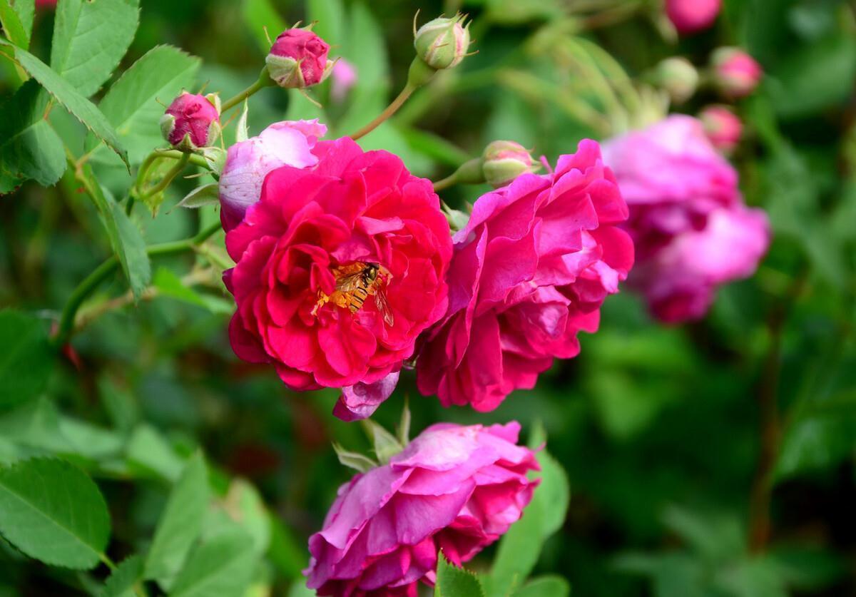 月季花盆栽养殖方法,学会这些基础知识,轻轻松松也能养好