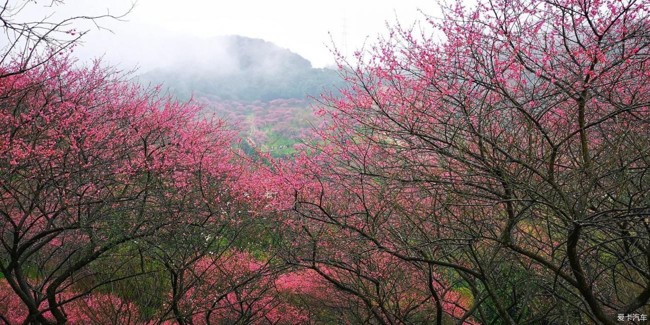 江南雨，梅花村，寻梅踏青！