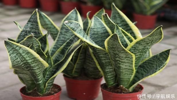 聪明人养花只养这4种，吸甲醛，净空气，客厅养1盆，全家健康