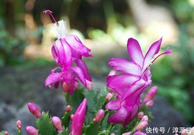 如何让蟹爪兰生根？一杯水，五步就可以让蟹爪兰长出根系