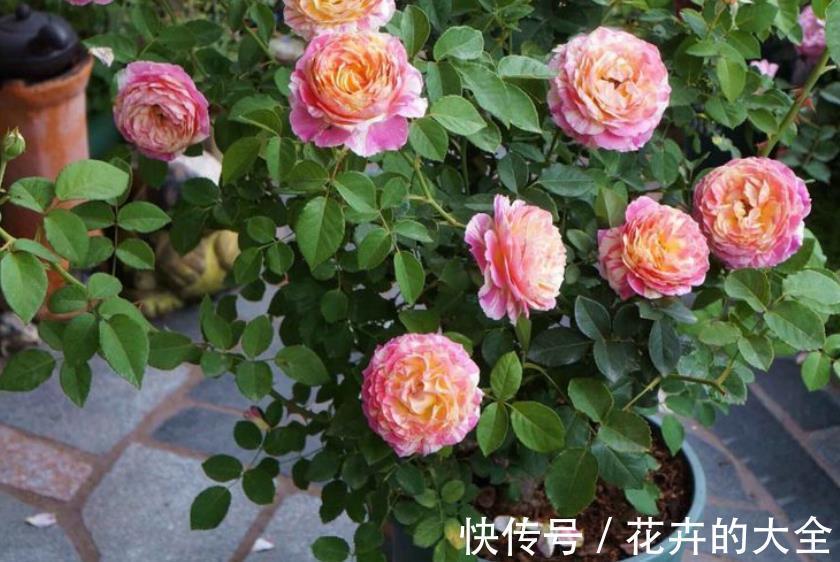 枝干|微型月季“香香公主”，花期长又皮实，花朵色多量大香味浓
