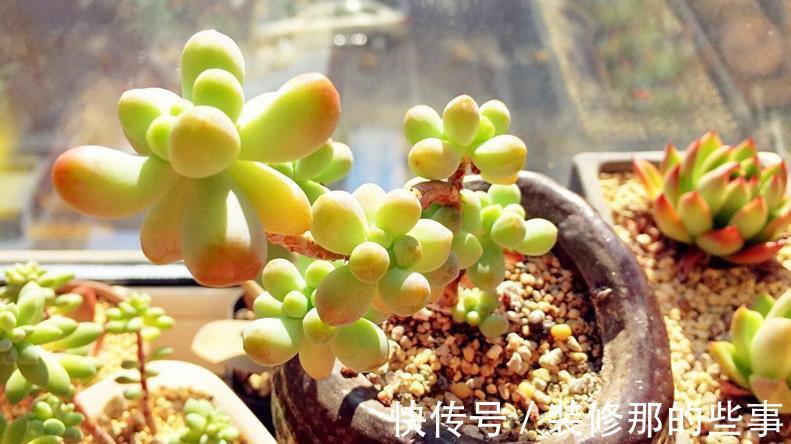老花匠们|多肉长得好或坏，有很多原因，这3条因素占了一大半