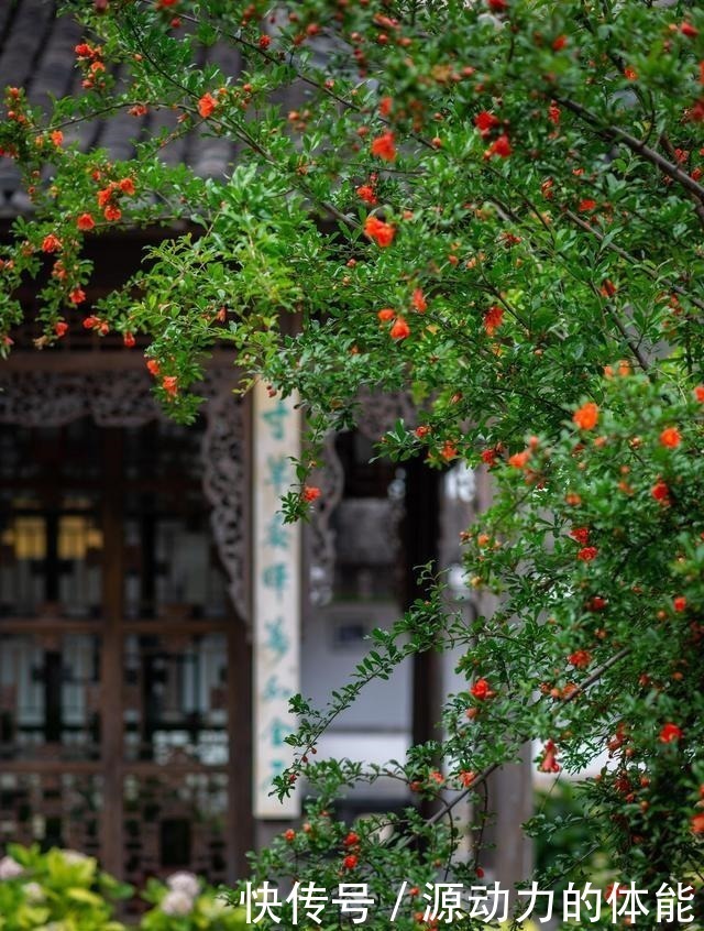 果子|家有小院子,不要错过“3种果树”,寓意好,能观赏,还能摘果子