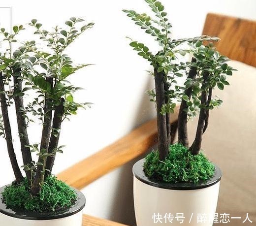 帝王之木|原来有钱人家都养这个花，镇宅，招财，这可是“帝王之木”！