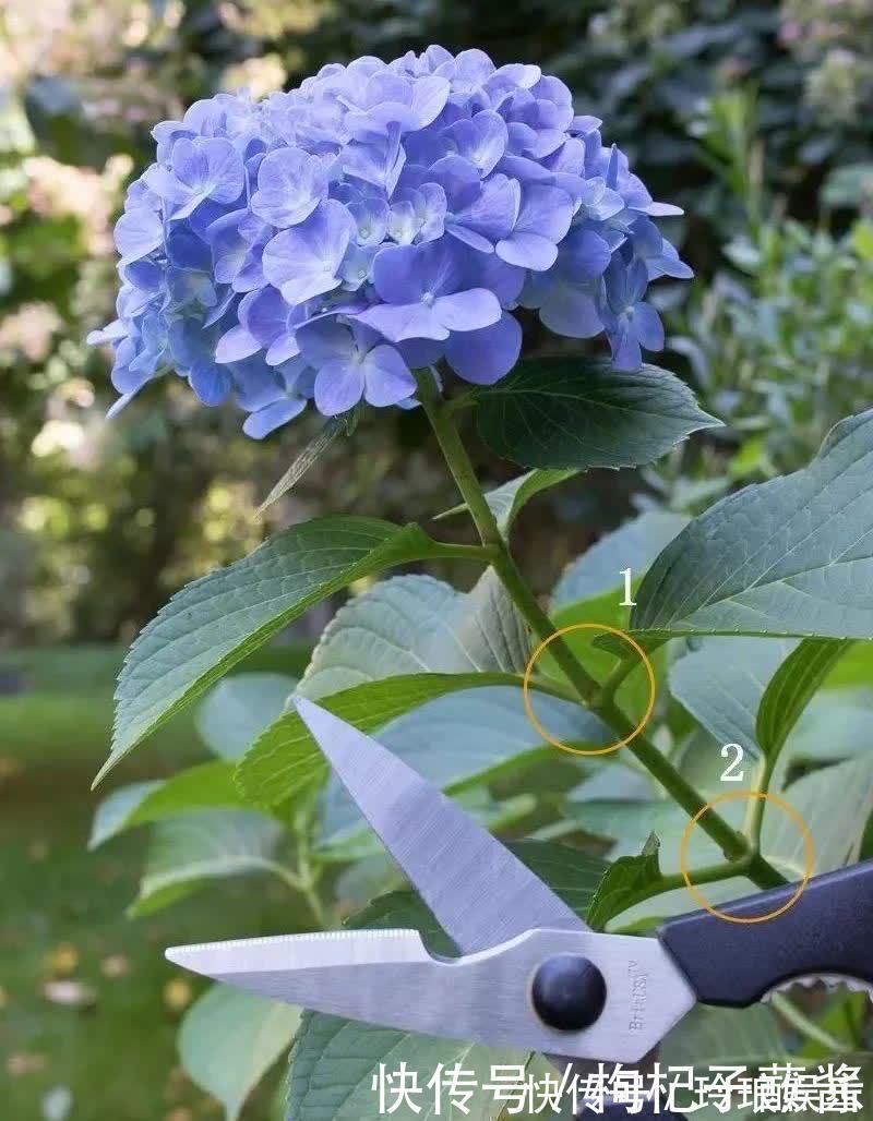 有3种花,春季绝对不可以修剪,这样才能花苞更多,枝枝有花