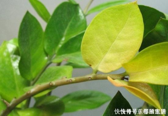 多肉植物|夏天给花浇水,忌讳“多”浇,高温天浇水有规律,避免引起黄叶