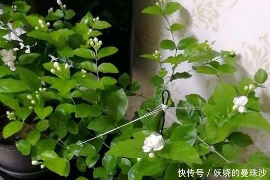 修剪|养茉莉花,2个“时机”强修剪,植株矮壮,花量“暴增”!