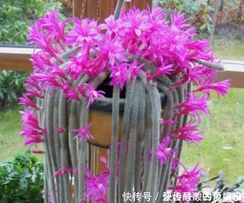 种花|4种花很耐养，沾土就能活，招财纳福好运来，日子越过越红火