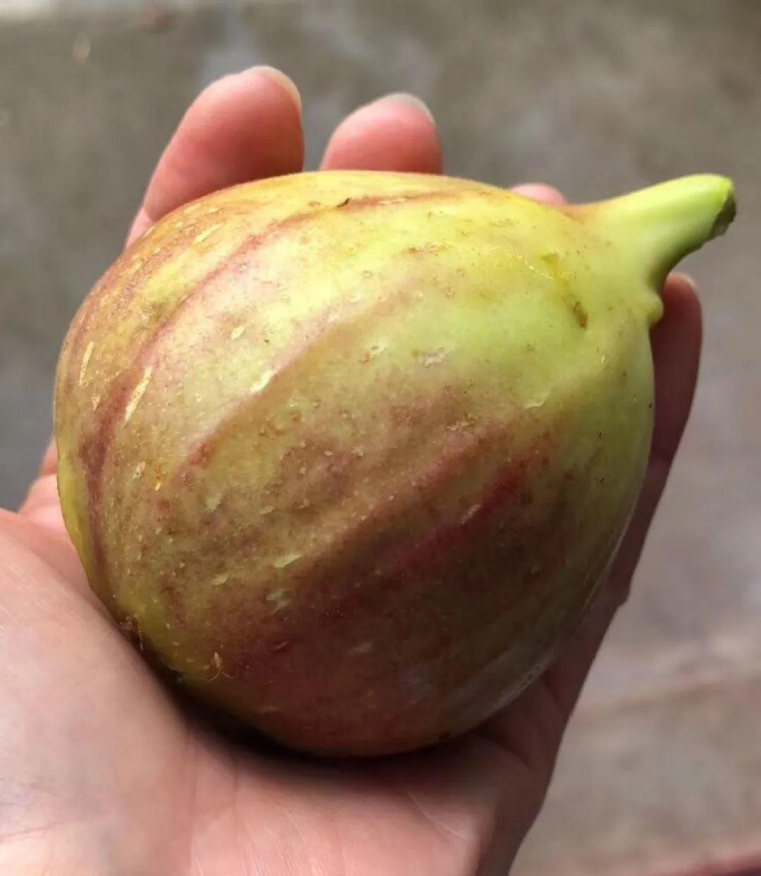 门口种了一棵花，竟被说是不吉利，怼回去：关你P事