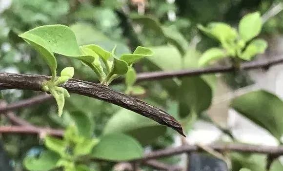 长寿|一棵长寿的花,124个花箭,开花,锅盖打开的方法