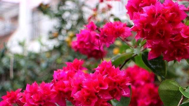 扦插三角梅,两种辨别生根“方法”,盲目移栽,只会“前功尽弃”