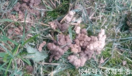 盆栽|老花农养花,浇水加点它,土壤疏松又肥沃,养啥都疯长!