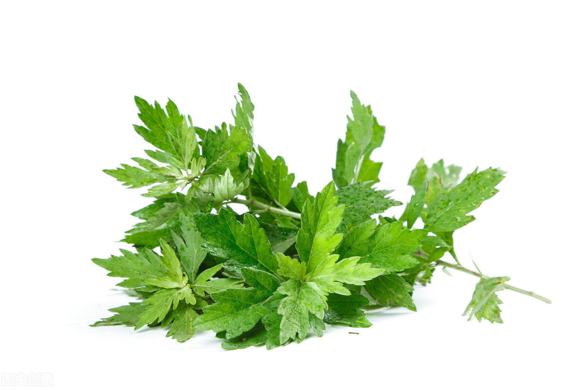 艾叶艾叶|子宫肌瘤竟然怕它,每天吃一点,活血消瘤,有效保护子宫