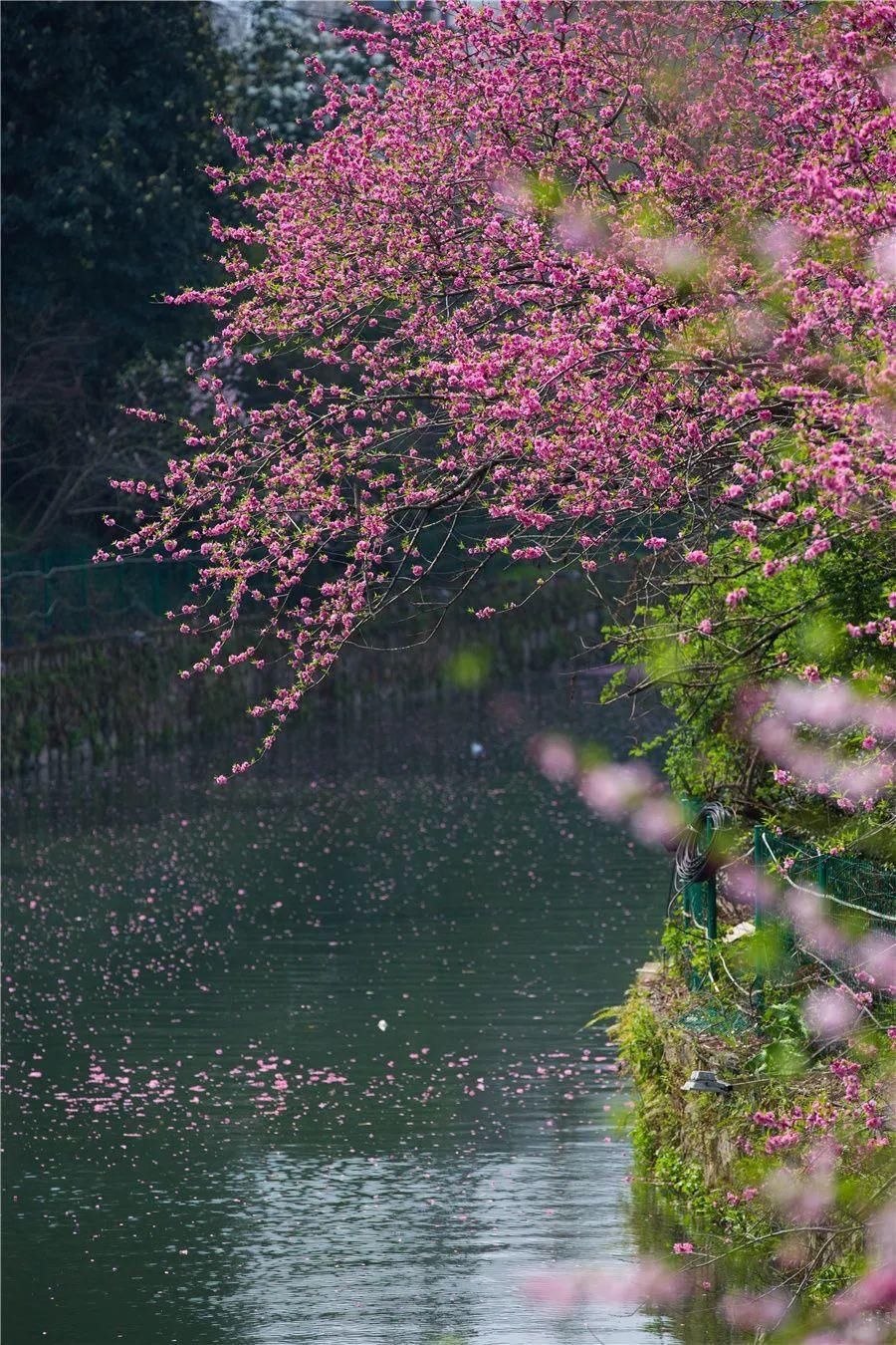 花海|看花，何必去远方——剑河花海正怒放