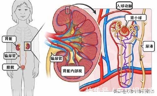 瓶颈|喝水多,排尿多,会增加肾脏压力吗大量喝水会损害肾脏吗