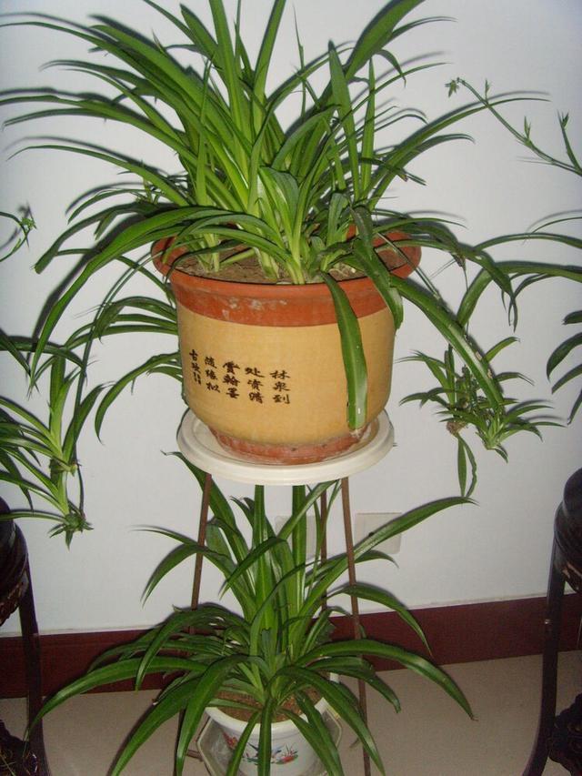 常容易|这4种盆栽,简单漂亮好养活,新手也可从1棵养到10棵,阳台放不下