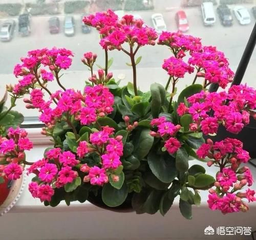 长寿花刚开始出花包芽之后应该怎样上肥？