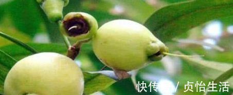 抗衰老|聪明女性爱吃四种食物,每天吃一盘,补益气血,抗衰老,好处多多