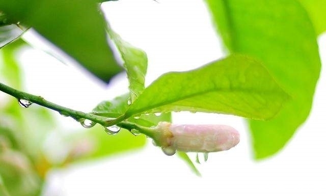 送给你实用的养花秘籍——盆栽柠檬的养护秘籍，简单实用花香四溢