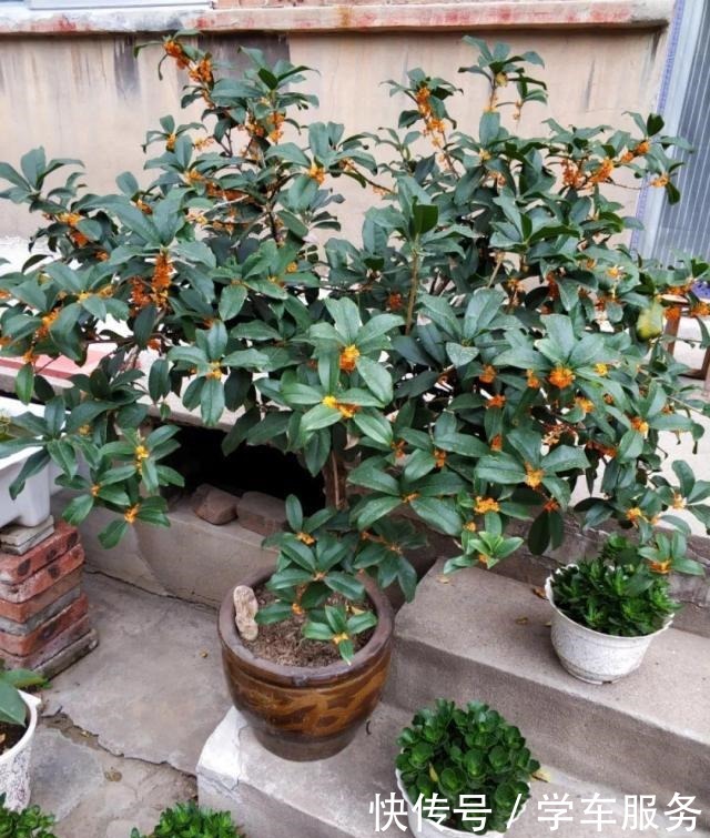 3种花,就得趁现在扦插,再晚就不生根了!3种花,就得趁现在扦插,再晚就不生根了!