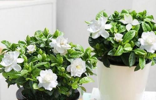 栀子花就是个老酒鬼，用了啤酒叶子更绿，开花洁白香味清新