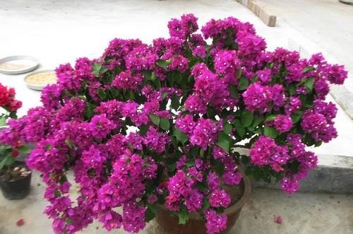 什么多菌灵都不如这种药水,养花生根快,还能延长花期!