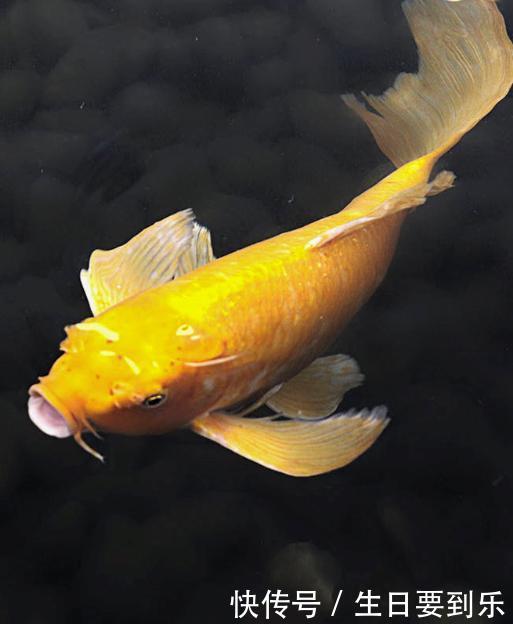 黄金色的金鱼 翩若惊鸿婉若游龙 快资讯 黄金色的金鱼 翩若惊鸿婉若游龙 快资讯